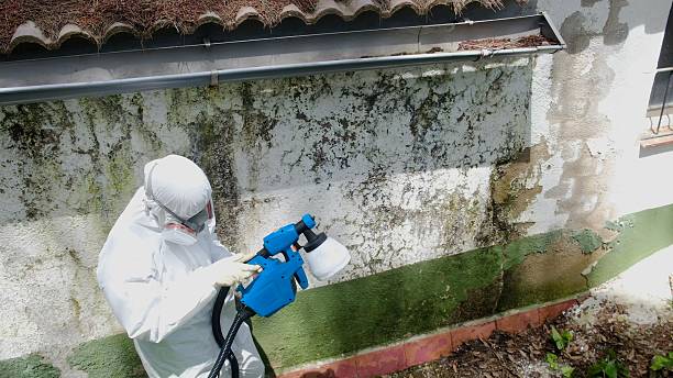 Top rated local Basement Mold Removal specialists in Edison, GA
